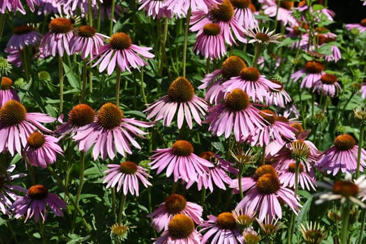 Conechinacea,Echinacea purpurea,is an important medicinal plant and a fragrant plant with red flowers. It is a beautiful perennial plant and is often planted in the garden. Red coneflower,Echinacea purpurea,is an important medicinal herb and an aromatic plant with red flowers. It is a beautiful perennial plant and is often planted in the garden.