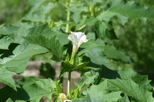 Holly apple,Datura Stramonium is a medicinal plant that is also used in medicine. Thorn apple,Datura Stramonium is a medicinal plant that is also used in medicine.