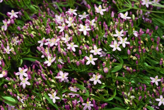 Centaurium erythraea is an important medicinal plant with purple flowers and is used in medicine. Centaurium erythraea is an important medicinal plant with purple flowers and is used in medicine.