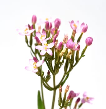 Centaurium erythraea is an important medicinal plant with purple flowers and is used in medicine. Centaurium erythraea is an important medicinal plant with purple flowers and is used in medicine.