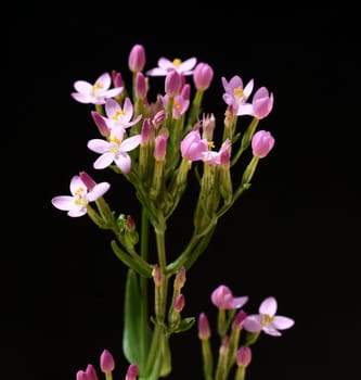 Centaurium erythraea is an important medicinal plant with purple flowers and is used in medicine. Centaurium erythraea is an important medicinal plant with purple flowers and is used in medicine.