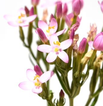 Centaurium erythraea is an important medicinal plant with purple flowers and is used in medicine. Centaurium erythraea is an important medicinal plant with purple flowers and is used in medicine.