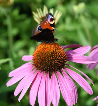 Butterflies are insects with large wings. Butterflies are insects with large wings.