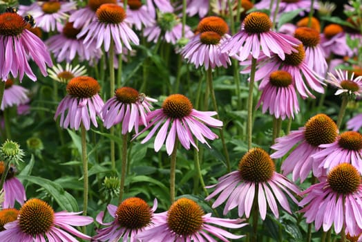 Conechinacea,Echinacea purpurea,is an important medicinal plant and a fragrant plant with red flowers. It is a beautiful perennial plant and is often planted in the garden. Red coneflower,Echinacea purpurea,is an important medicinal herb and an aromatic plant with red flowers. It is a beautiful perennial plant and is often planted in the garden.