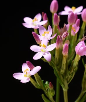 Centaurium erythraea is an important medicinal plant with purple flowers and is used in medicine. Centaurium erythraea is an important medicinal plant with purple flowers and is used in medicine.
