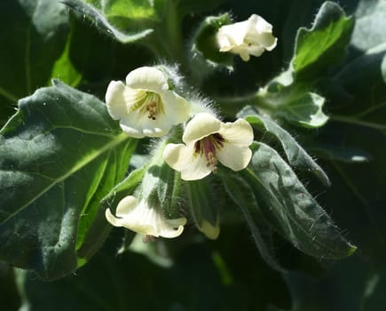 . White henbane,Hyoscyamus alba is an important but poisonous medicinal plant. White henbane,Hyoscyamus alba,is an important,but toxic,medicinal plant.