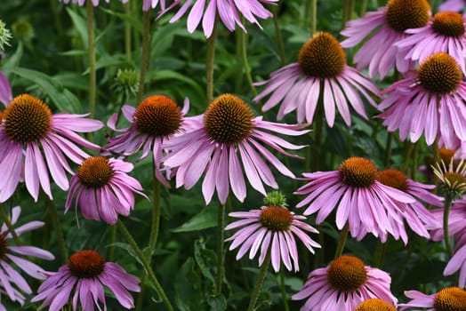 Conechinacea,Echinacea purpurea,is an important medicinal plant and a fragrant plant with red flowers. It is a beautiful perennial plant and is often planted in the garden. Red coneflower,Echinacea purpurea,is an important medicinal herb and an aromatic plant with red flowers. It is a beautiful perennial plant and is often planted in the garden.