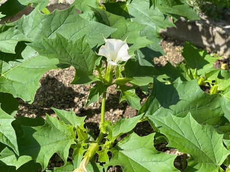 Holly apple,Datura Stramonium is a medicinal plant that is also used in medicine. Thorn apple,Datura Stramonium is a medicinal plant that is also used in medicine.