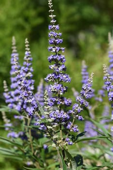 Moenchspfeffer,Vitex agnus is an important medicinal plant and is also used in medicine. Moenchspfeffer,Vitex agnus is an important medicinal plant and is also used in medicine.