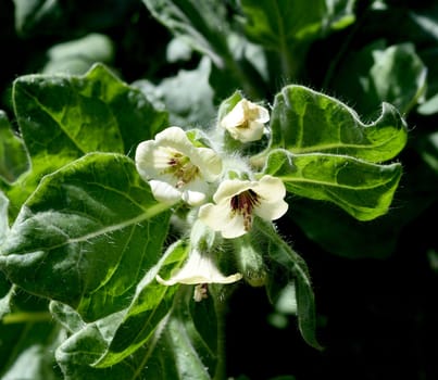 . White henbane,Hyoscyamus alba is an important but poisonous medicinal plant. White henbane,Hyoscyamus alba,is an important,but toxic,medicinal plant.