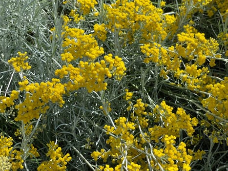 Curry herb,Helichrysum italicum,is an important medicinal plant and a fragrant plant with yellow flowers and is also used in the kitchen as a spice. Curry herb,Helichrysum italicum,is an important medicinal plant and a fragrant plant with yellow flowers and is also used as a spice in the kitchen.
