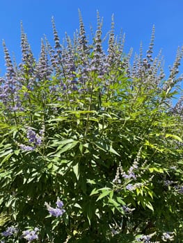 Moenchspfeffer,Vitex agnus is an important medicinal plant and is also used in medicine. Moenchspfeffer,Vitex agnus is an important medicinal plant and is also used in medicine.