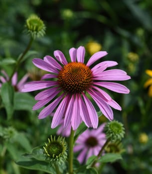 Conechinacea,Echinacea purpurea,is an important medicinal plant and a fragrant plant with red flowers. It is a beautiful perennial plant and is often planted in the garden. Red coneflower,Echinacea purpurea,is an important medicinal herb and an aromatic plant with red flowers. It is a beautiful perennial plant and is often planted in the garden.