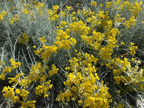 Curry herb,Helichrysum italicum,is an important medicinal plant and a fragrant plant with yellow flowers and is also used in the kitchen as a spice. Curry herb,Helichrysum italicum,is an important medicinal plant and a fragrant plant with yellow flowers and is also used as a spice in the kitchen.