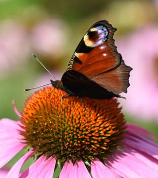 Butterflies are insects with large wings. Butterflies are insects with large wings.