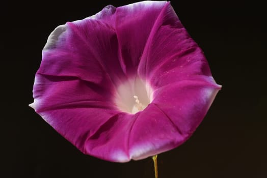 Ipomoea purpurea,tricolor,is a beautiful climber. Tricolor morning glory,Ipomoea purpurea,tricolor,is a lovely climber to hold.