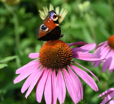 Conechinacea,Echinacea purpurea,is an important medicinal plant and a fragrant plant with red flowers. It is a beautiful perennial plant and is often planted in the garden. Red coneflower,Echinacea purpurea,is an important medicinal herb and an aromatic plant with red flowers. It is a beautiful perennial plant and is often planted in the garden.