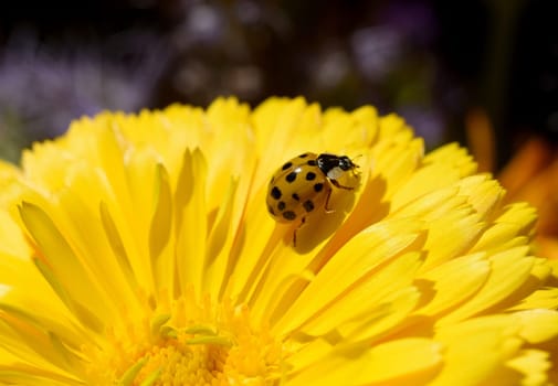 Asian Marienkaefer,Harmonia axyrides,is a Marienkaefer from the Asian region in many colors and with different numbers of points the native species strongly faerdet. Asian ladybird,Harmonia axyrides,is a ladybird from the Asian region that comes in many colors and has a different number of spots,which is a serious threat to the native species.