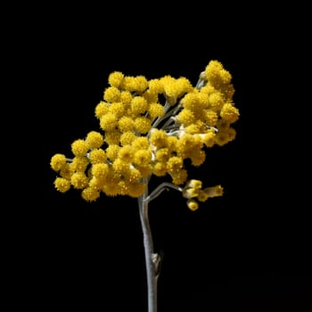 Curry herb,Helichrysum italicum,is an important medicinal plant and a fragrant plant with yellow flowers and is also used in the kitchen as a spice. Curry herb,Helichrysum italicum,is an important medicinal plant and a fragrant plant with yellow flowers and is also used as a spice in the kitchen.