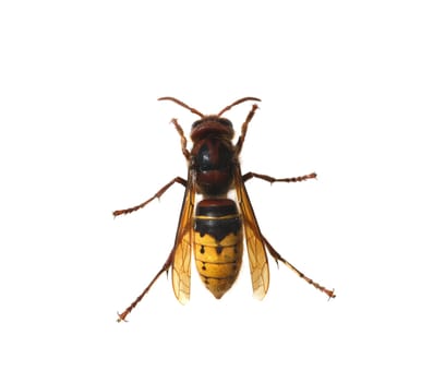 Hornet,Vespa crabro,is the largest native wasp species and is strictly protected. Hornet,Vespa crabro,is the largest native wasp species and is strictly protected.
