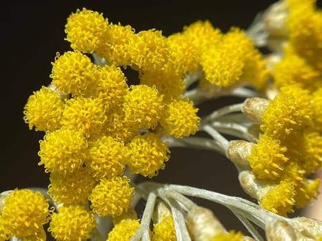 Curry herb,Helichrysum italicum,is an important medicinal plant and a fragrant plant with yellow flowers and is also used in the kitchen as a spice. Curry herb,Helichrysum italicum,is an important medicinal plant and a fragrant plant with yellow flowers and is also used as a spice in the kitchen.