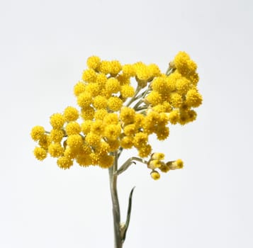 Curry herb,Helichrysum italicum,is an important medicinal plant and a fragrant plant with yellow flowers and is also used in the kitchen as a spice. Curry herb,Helichrysum italicum,is an important medicinal plant and a fragrant plant with yellow flowers and is also used as a spice in the kitchen.