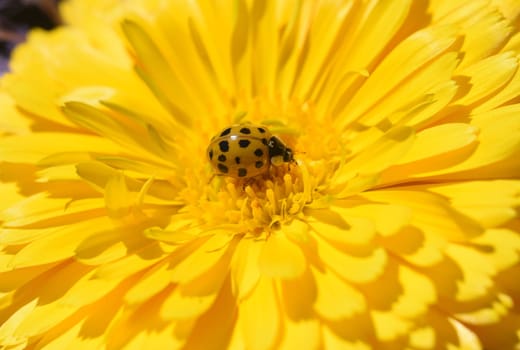 Asian Marienkaefer,Harmonia axyrides,is a Marienkaefer from the Asian region in many colors and with different numbers of points the native species strongly faerdet. Asian ladybird,Harmonia axyrides,is a ladybird from the Asian region that comes in many colors and has a different number of spots,which is a serious threat to the native species.