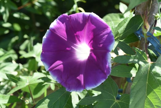 Ipomoea purpurea,tricolor,is a beautiful climber. Tricolor morning glory,Ipomoea purpurea,tricolor,is a lovely climber to hold.