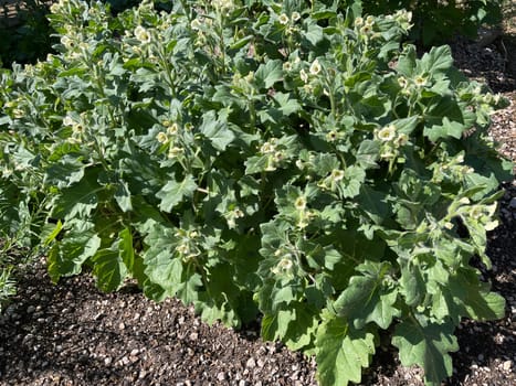 . White henbane,Hyoscyamus alba is an important but poisonous medicinal plant. White henbane,Hyoscyamus alba,is an important,but toxic,medicinal plant.