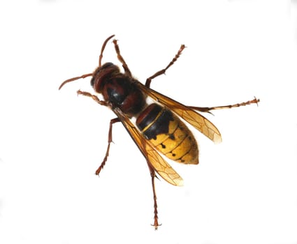 Hornet,Vespa crabro,is the largest native wasp species and is strictly protected. Hornet,Vespa crabro,is the largest native wasp species and is strictly protected.