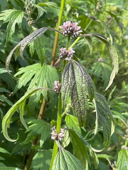Motherwort,Leonurus,cardiaca,is an important medicinal plant with white flowers and is widely used in medicine. Motherwort,Leonurus,cardiaca,is an important medicinal plant with white flowers and is widely used in medicine.