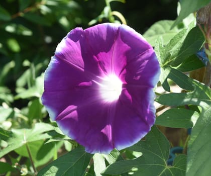 Ipomoea purpurea,tricolor,is a beautiful climber. Tricolor morning glory,Ipomoea purpurea,tricolor,is a lovely climber to hold.