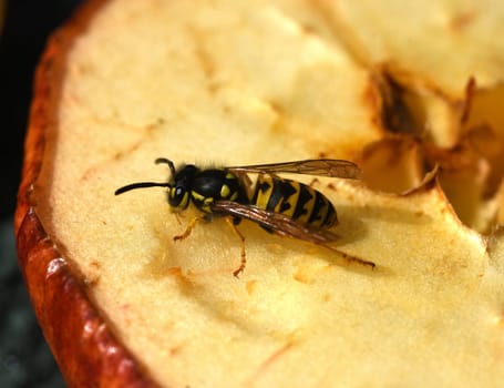 Hornet,Vespa crabro,is the largest native wasp species and is strictly protected. Hornet,Vespa crabro,is the largest native wasp species and is strictly protected.