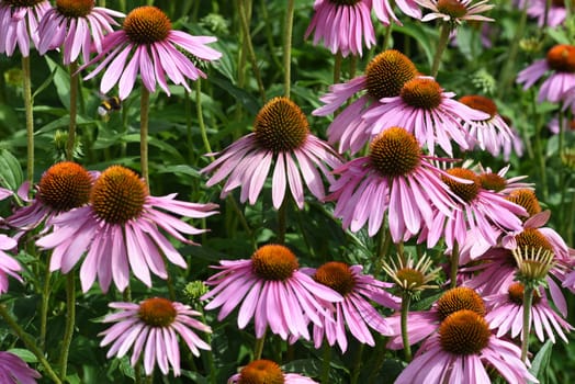 Conechinacea,Echinacea purpurea,is an important medicinal plant and a fragrant plant with red flowers. It is a beautiful perennial plant and is often planted in the garden. Red coneflower,Echinacea purpurea,is an important medicinal herb and an aromatic plant with red flowers. It is a beautiful perennial plant and is often planted in the garden.
