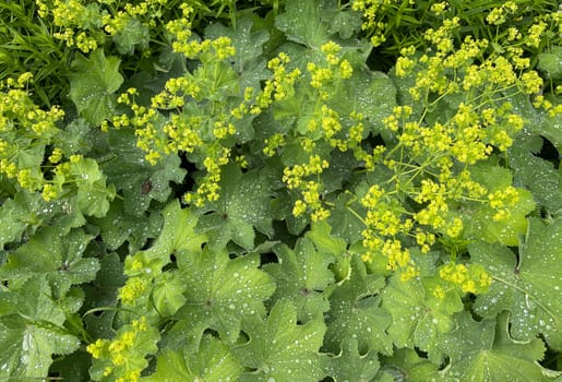 Lady's mantle,Alchemilla xanthochlora,is a beautiful ground cover with green flowers. It is an important medicinal plant and is used in medicine. Lady's Mantle,Alchemilla xanthochlora,is a beautiful ground cover with green flowers. It is an important medicinal plant and is used in medicine.