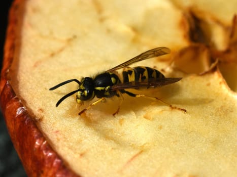 Hornet,Vespa crabro,is the largest native wasp species and is strictly protected. Hornet,Vespa crabro,is the largest native wasp species and is strictly protected.
