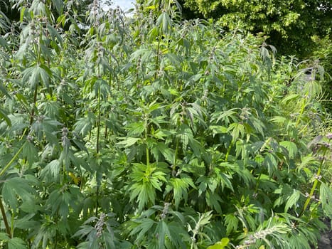 Motherwort,Leonurus,cardiaca,is an important medicinal plant with white flowers and is widely used in medicine. Motherwort,Leonurus,cardiaca,is an important medicinal plant with white flowers and is widely used in medicine.