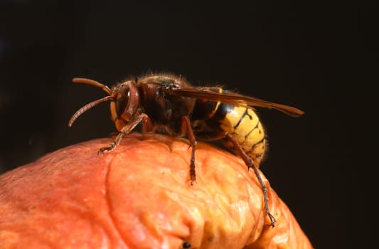 Hornet,Vespa crabro,is the largest native wasp species and is strictly protected. Hornet,Vespa crabro,is the largest native wasp species and is strictly protected.