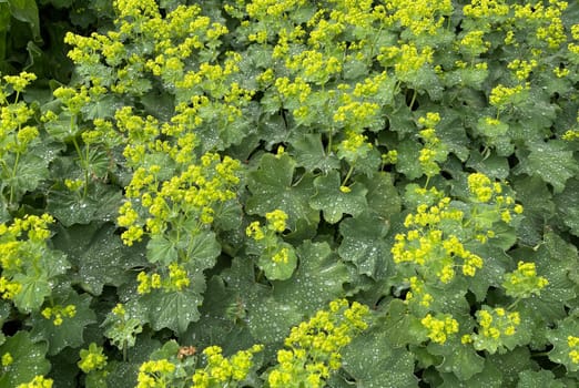 Lady's mantle,Alchemilla xanthochlora,is a beautiful ground cover with green flowers. It is an important medicinal plant and is used in medicine. Lady's Mantle,Alchemilla xanthochlora,is a beautiful ground cover with green flowers. It is an important medicinal plant and is used in medicine.
