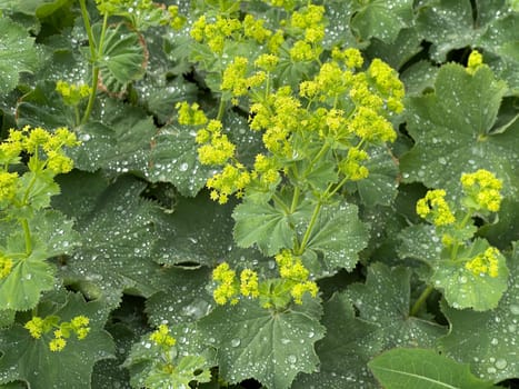 Lady's mantle,Alchemilla xanthochlora,is a beautiful ground cover with green flowers. It is an important medicinal plant and is used in medicine. Lady's Mantle,Alchemilla xanthochlora,is a beautiful ground cover with green flowers. It is an important medicinal plant and is used in medicine.