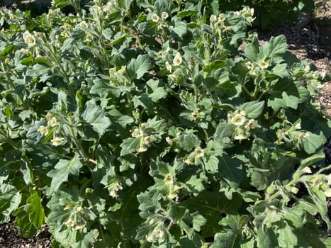 . White henbane,Hyoscyamus alba is an important but poisonous medicinal plant. White henbane,Hyoscyamus alba,is an important,but toxic,medicinal plant.