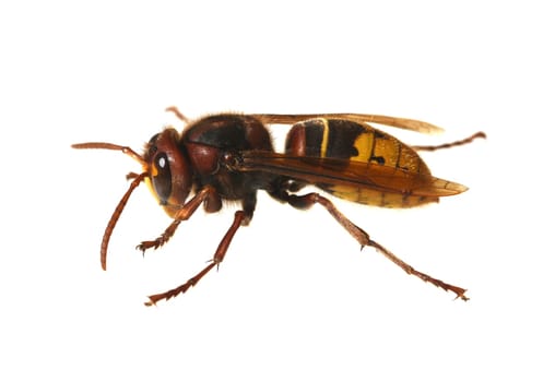 Hornet,Vespa crabro,is the largest native wasp species and is strictly protected. Hornet,Vespa crabro,is the largest native wasp species and is strictly protected.