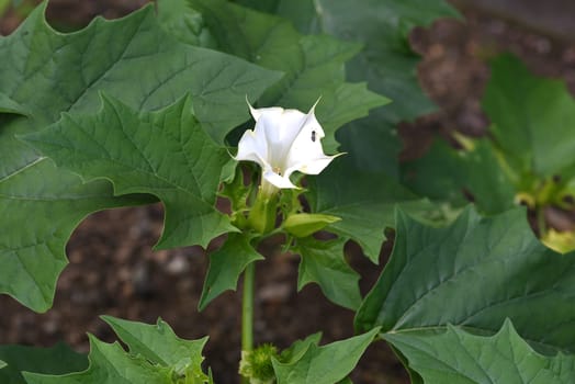 Holly apple,Datura Stramonium is a medicinal plant that is also used in medicine. Thorn apple,Datura Stramonium is a medicinal plant that is also used in medicine.
