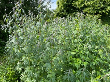 Motherwort,Leonurus,cardiaca,is an important medicinal plant with white flowers and is widely used in medicine. Motherwort,Leonurus,cardiaca,is an important medicinal plant with white flowers and is widely used in medicine.