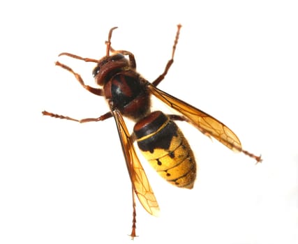 Hornet,Vespa crabro,is the largest native wasp species and is strictly protected. Hornet,Vespa crabro,is the largest native wasp species and is strictly protected.