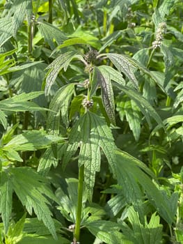 Motherwort,Leonurus,cardiaca,is an important medicinal plant with white flowers and is widely used in medicine. Motherwort,Leonurus,cardiaca,is an important medicinal plant with white flowers and is widely used in medicine.