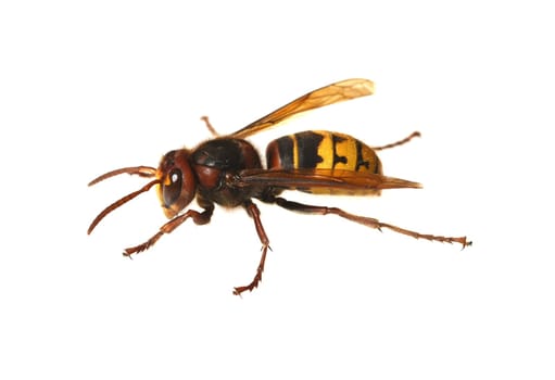 Hornet,Vespa crabro,is the largest native wasp species and is strictly protected. Hornet,Vespa crabro,is the largest native wasp species and is strictly protected.