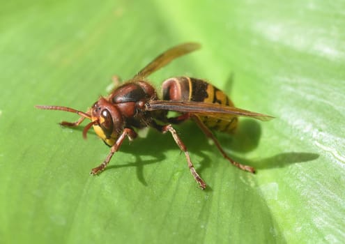 Hornet,Vespa crabro,is the largest native wasp species and is strictly protected. Hornet,Vespa crabro,is the largest native wasp species and is strictly protected.