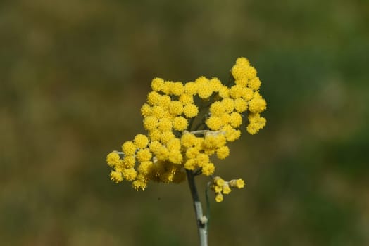 Curry herb,Helichrysum italicum,is an important medicinal plant and a fragrant plant with yellow flowers and is also used in the kitchen as a spice. Curry herb,Helichrysum italicum,is an important medicinal plant and a fragrant plant with yellow flowers and is also used as a spice in the kitchen.