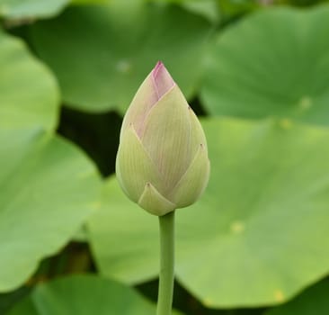 Lotus nucifera lotus seed is edible and can also be used for sowing. Molehills on lawns can leave unsightly marks. Molehills on lawns can leave unsightly marks